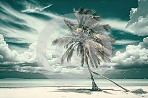 Coconut palm tree at beach with cloud on sky in summer morning- bright color tone. Isolated on White Background.