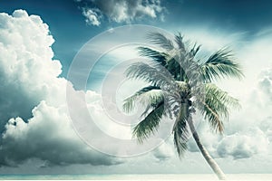 Coconut palm tree at beach with cloud on sky in summer morning- bright color tone. Isolated on White Background.