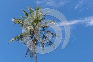 Coconut palm tree at the beach. Low angle view of coconut tree against blue sky