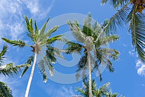 Coconut palm tree at the beach. Low angle view of coconut tree against blue sky