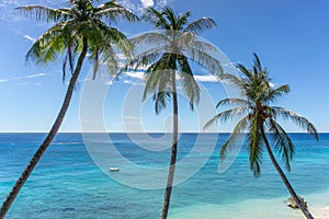 Coconut palm tree at the beach. Low angle view of coconut tree against blue sky