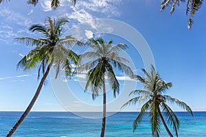 Coconut palm tree at the beach. Low angle view of coconut tree against blue sky