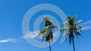 Coconut palm tree at the beach. Low angle view of coconut tree against blue sky