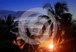 Coconut Palm tree on the beach, sea and mountains at sunset, Tahiti.