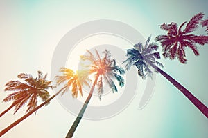 coconut palm tree on beach and sunlight with vintage toned effect.