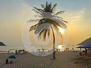 Coconut palm tree on the beach in sunset