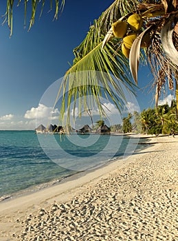 Coconut palm tree on beautiful South Pacific tropical beach.