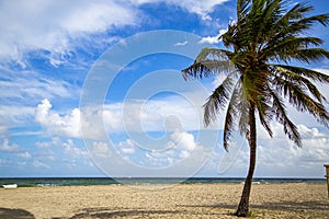 Coconut palm tree on a beautiful sunny summer afternoon in Hollywood Beach near Miami