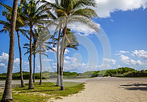 Coconut palm tree on a beautiful sunny summer afternoon in Hollywood Beach near Miami