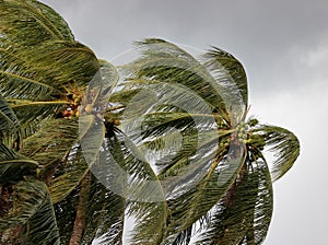 Coconut palm tree blowing in the winds before a power storm or hurricane