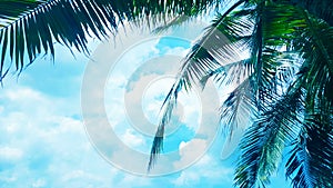 Coconut palm tree on Blue clouds sky background, beautiful view landscape