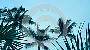 coconut palm tree on Blue clouds sky background, beautiful view landscape