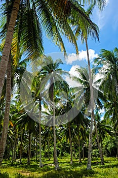 Coconut palm tree blue sky