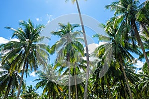 Coconut palm tree blue sky