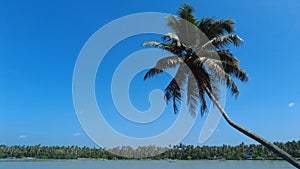 Coconut palm tree, blue sky background, Kerala