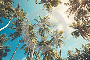 Coconut Palm tree with blue sky, beautiful tropical background