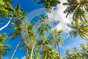 Coconut Palm tree with blue sky, beautiful tropical background