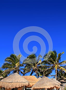 Coconut palm tree blue sky hut palapa sun roof