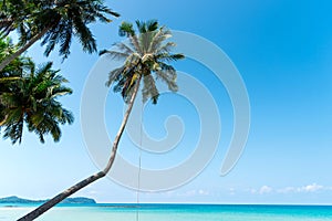 coconut palm tree with blue sky at island sea beach