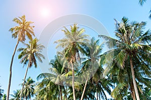 coconut palm tree with blue sky at island sea beach