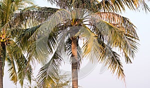 Coconut palm tree on blue sky in Thailand.