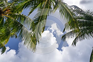Coconut Palm tree on a blue sky, tropical island background. Travel holiday island nature card. Palm tree leaf on sky