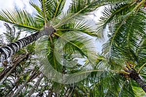 Coconut Palm tree on a blue sky, tropical island background. Travel holiday island nature card. Palm tree leaf on sky