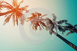 Coconut palm tree and blue sky with vintage filter