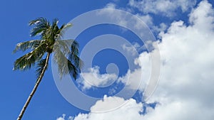 Coconut Palm Tree In Clear Blue Sky With Clouds.