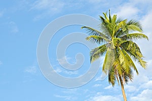 Coconut or palm tree with clouds and blue sky and copyspace area