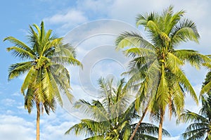 Coconut or palm tree with clouds and blue sky and copyspace area