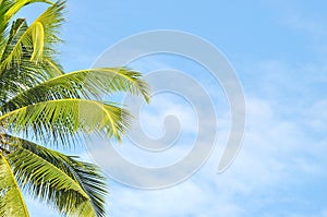 Coconut or palm tree with clouds and blue sky and copyspace area