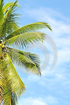 Coconut or palm tree with clouds and blue sky and copyspace area