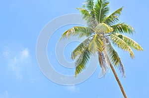 Coconut or palm tree with clouds and blue sky and copyspace area