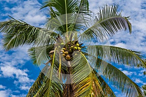 Coconut palm tree with coconuts.