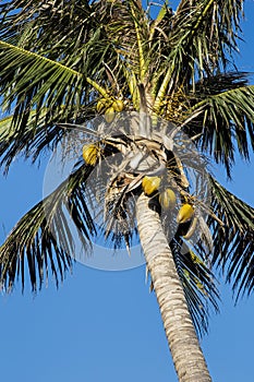 Coconut Palm Tree, Cocos nucifera, with a blue sky