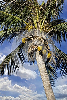 Coconut Palm Tree, Cocos nucifera,  with a blue sky photo