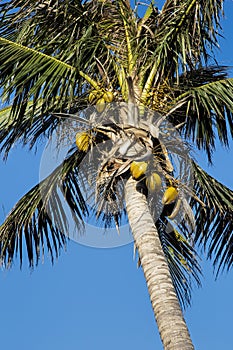 Coconut Palm Tree, Cocos nucifera, with a blue sky photo