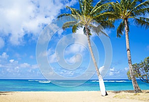 Coconut Palm tree with curfboard in Hawaii