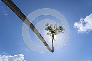 Coconut palm tree curved hanging over sea on the tropical beach, Thailand