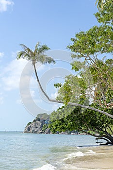 Coconut palm tree curved hanging over sea on the tropical beach, Thailand