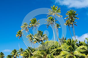 Coconut palm tree detail close up on blue sky background