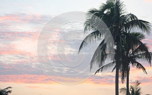 Coconut palm tree on dramatic red sunset sky background Silhouette. Tropical treetop on evening cloudscape backdrop. Summer