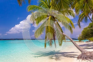 Coconut palm tree at dreamy beach