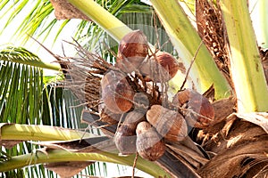 coconut palm tree with dried coconuts