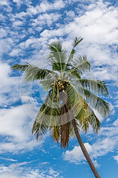 Coconut Palm Tree in Fiji.