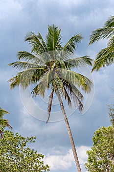 Coconut Palm Tree in Front of Blue Sky, Queensland, Australia