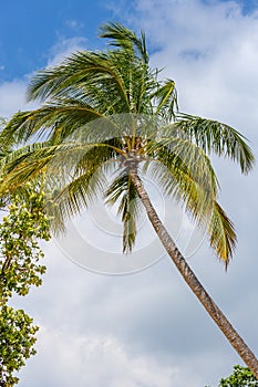 Coconut Palm Tree in Front of Blue Sky, Queensland, Australia