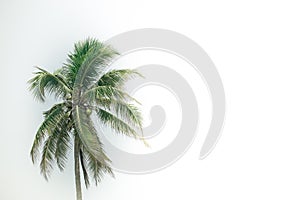 Coconut palm tree with green leaves isolated on white background