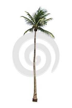 Coconut palm tree with green leaves
